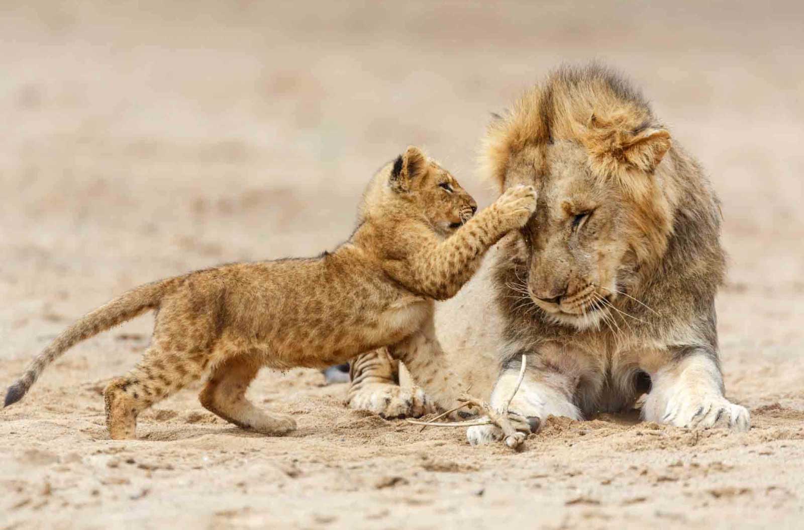 Tanzania-Safari-with-Safari-Touch-Tanzania