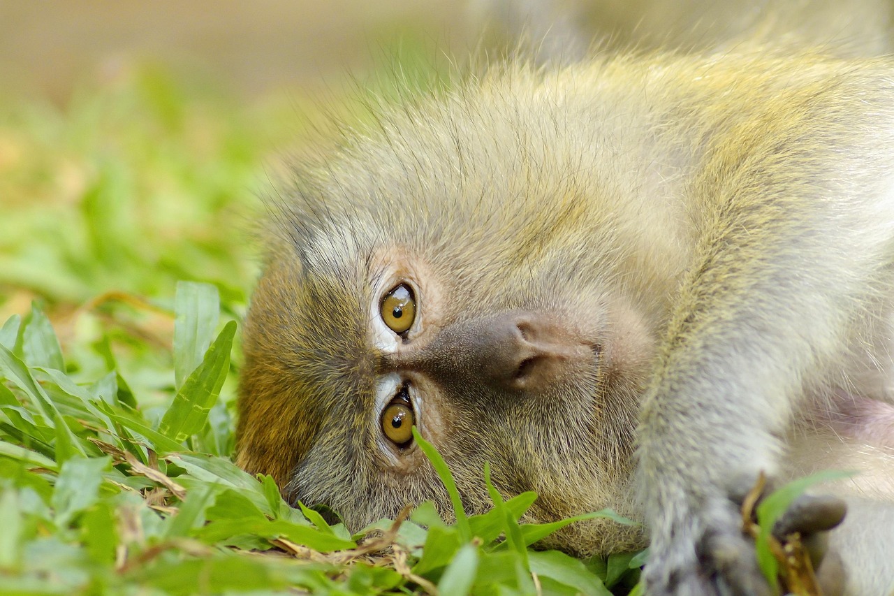 monkey-2500919_1280